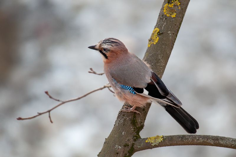 Сойкаphoto preview