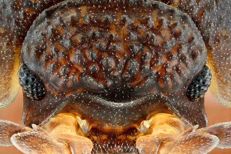 irass, waledzik, nat geo, olympus, close up, macro, extreme macro, макро Porcellio scaber.photo preview