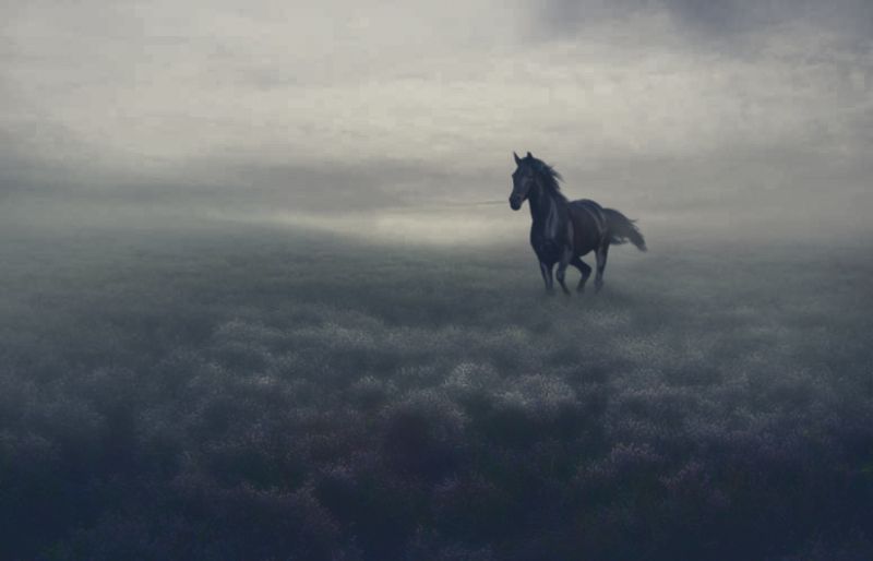 Ветер прерий.photo preview