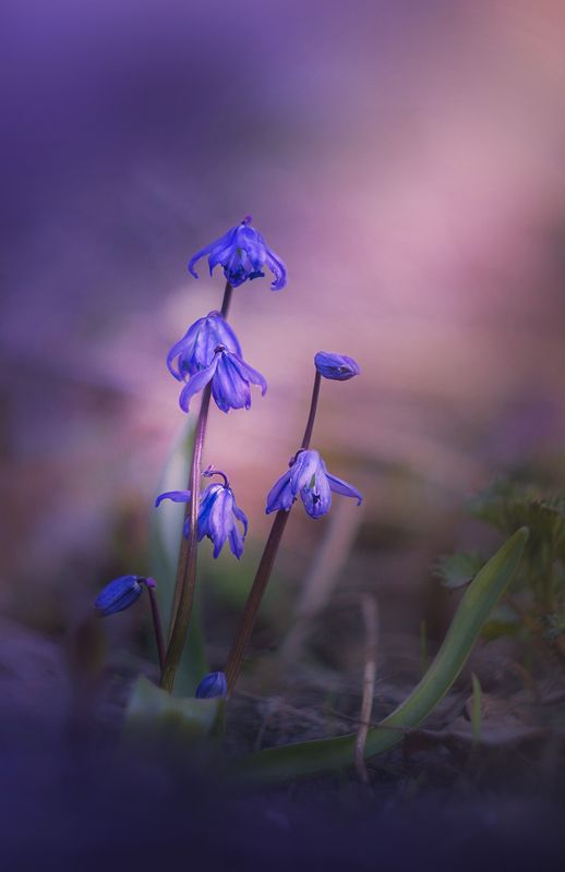 костромская область,кострома,цветы,первоцветы photo preview