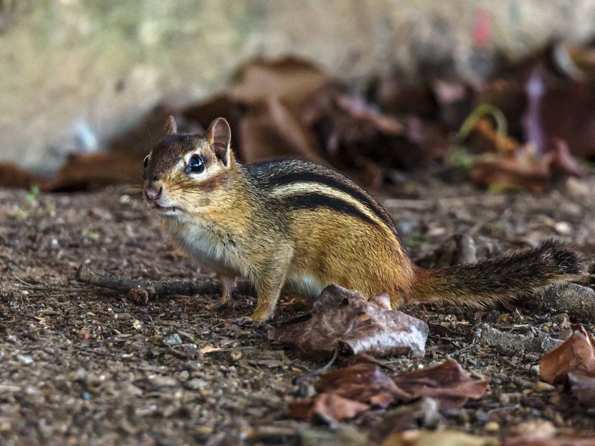 Ну и где твоя птичка. Автор: Леонид Дьяченко , Леонид Дьяченко