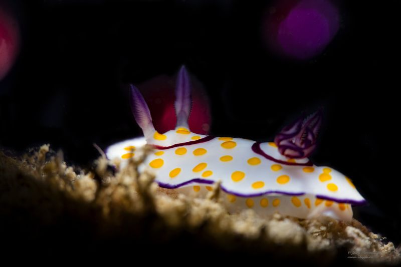 подводное фото подводный мир хургада египет жогло zhoglo красное море Во всей красеphoto preview