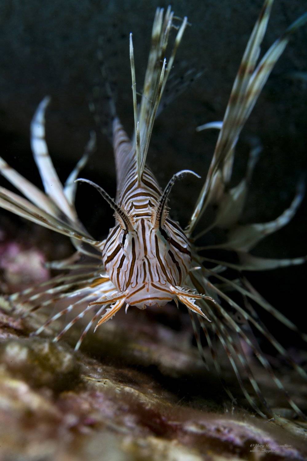 подводное фото подводный мир хургада египет жогло zhoglo красное море, Юрий Перевозников