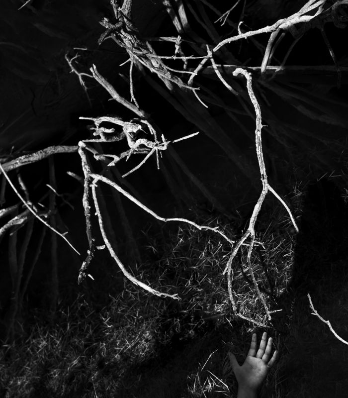 чб,арт,природа,ладонь Ловушка для сновphoto preview