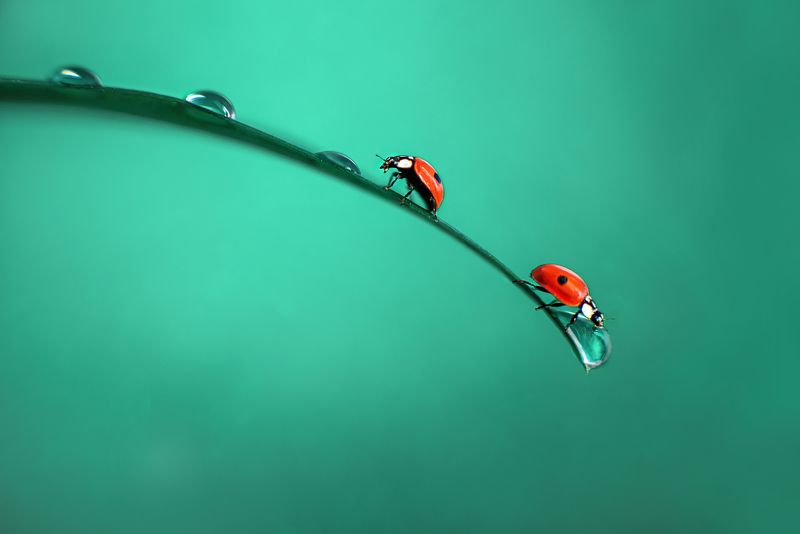 #мвкро #божьякоровка Утро у коровок фото превью