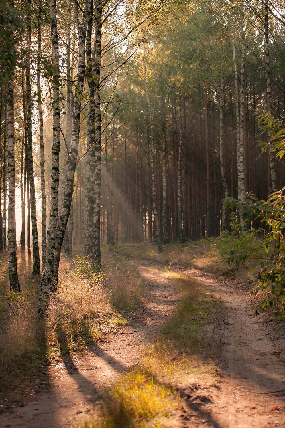 Автор: MiroM , MiroM