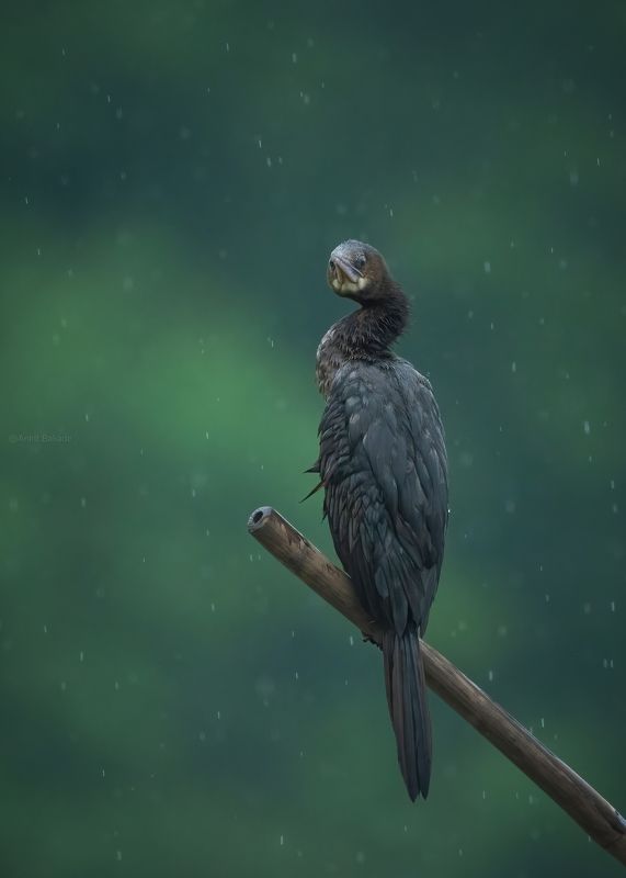 sony, bird, rain, cormorant, nature, animal, wildlife, bird image Rainingphoto preview