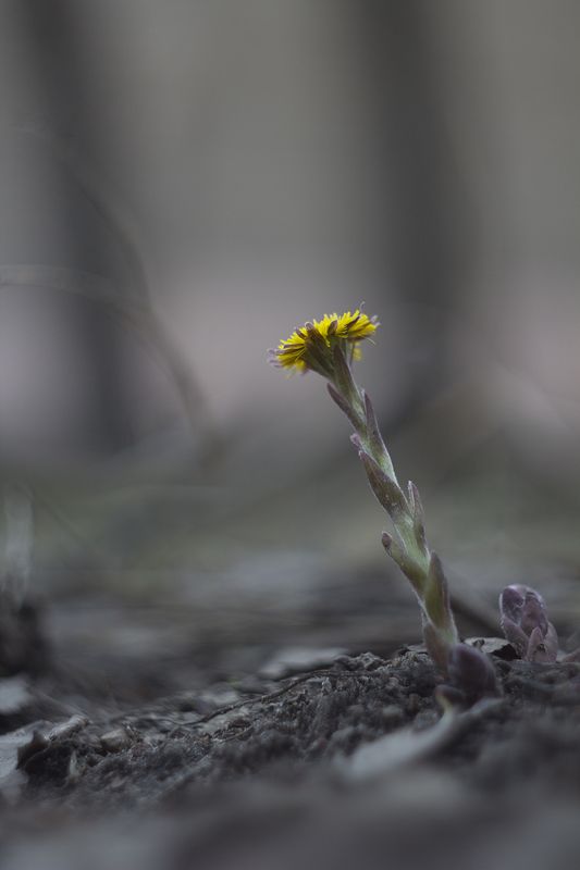 первоцветы,мать-и -мачеха Веснаphoto preview