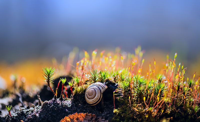 мох, весна Этот огромный мир под ногами фото превью