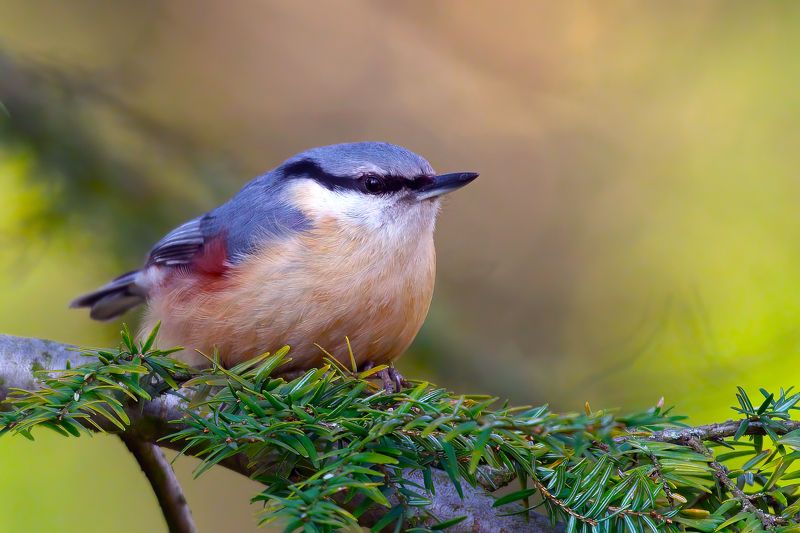 Nuthatchphoto preview