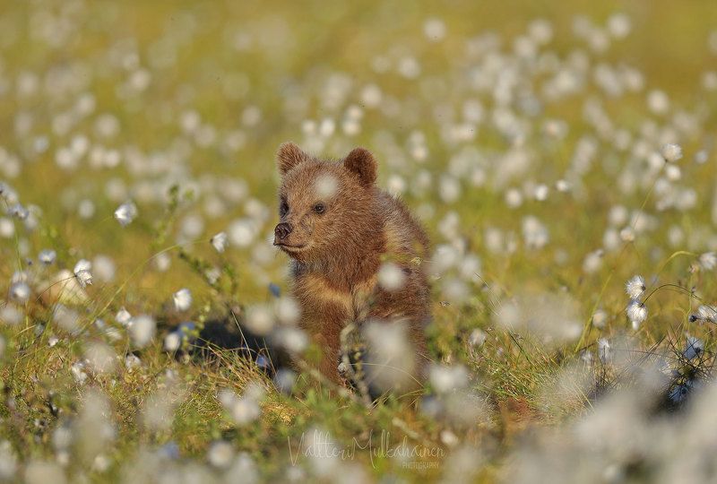 Летние приключения маленького романтика ... фото превью