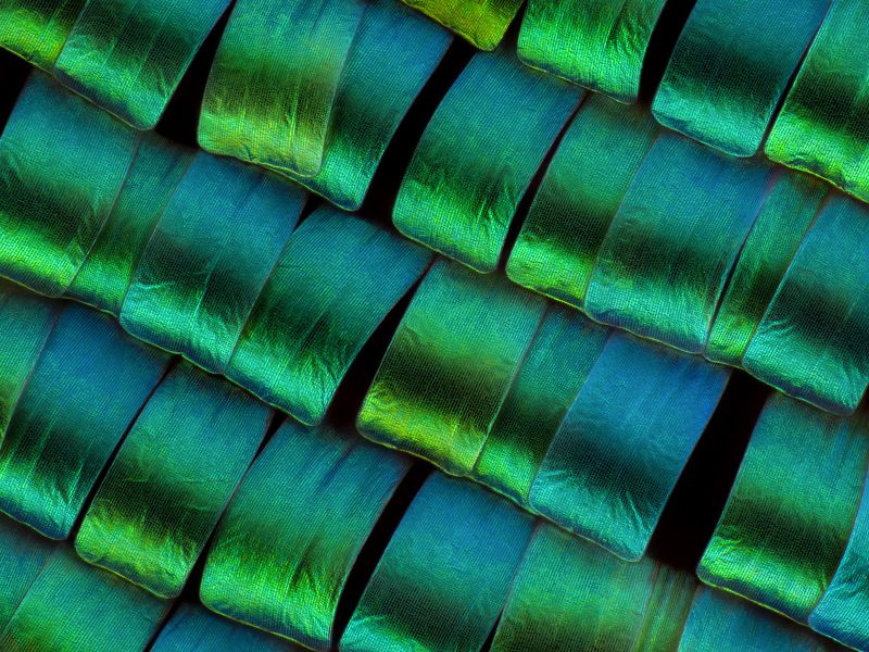 irass, waledzik, nat geo, olympus, close up, macro, extreme macro, макро Urania leilus.photo preview