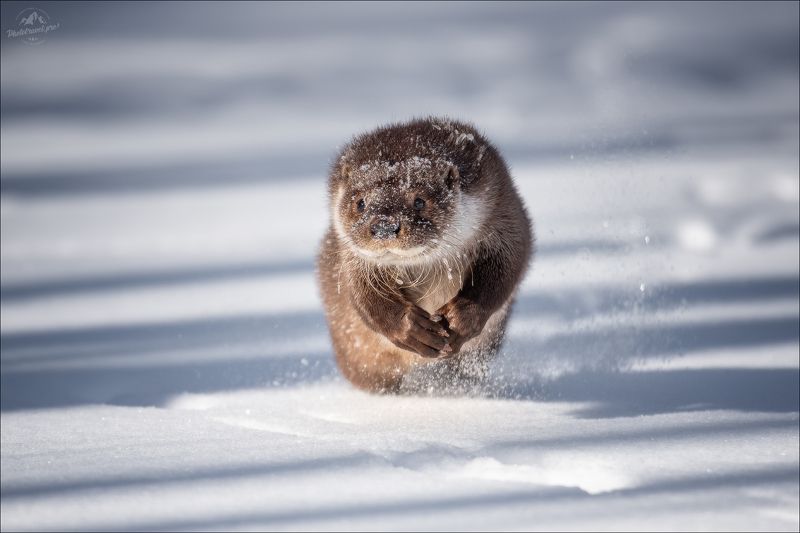 выдра, красный бор, беларусь, фотоохота, otter, фототур в красный бор, фотоохота в беларуси, фототур на рождество Речная выдраphoto preview
