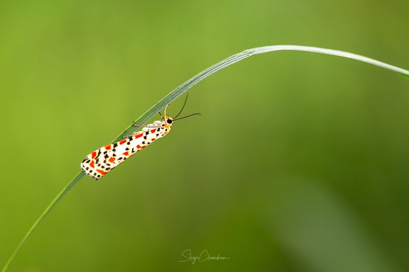 #macro #nature #redbug #red #color #insects photo preview