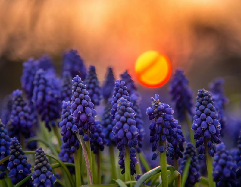 macro bokeh sun сапфиры flowers sunlight muscari mill blue violet spring sunset blue цветы  nature Muscari Millphoto preview