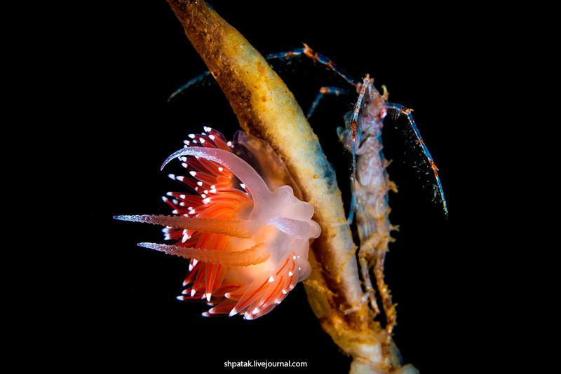 White sea. Polar circle. Ice diving. Flabellina polaris & Dulichia spinosissima.photo preview