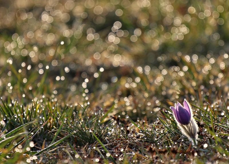 Pulsatillaphoto preview