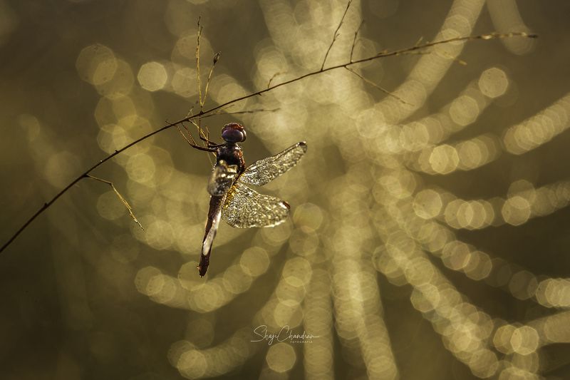 #macro #nature #redbug #red #color #insects The Webphoto preview