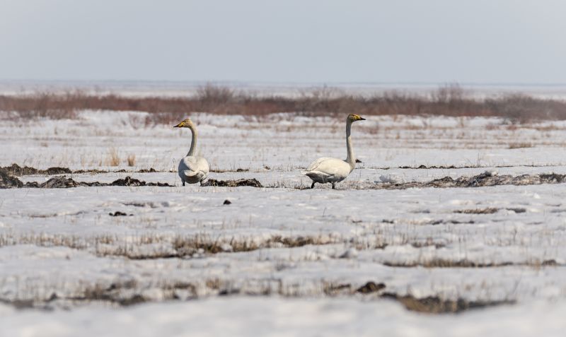 водоплавающие птицы, лебедь кликун, весна, степь, Лебедь - кликун в степи.photo preview