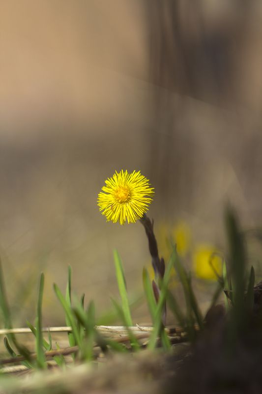 весна,цветы,гелиос,мать и мачиха Веснаphoto preview