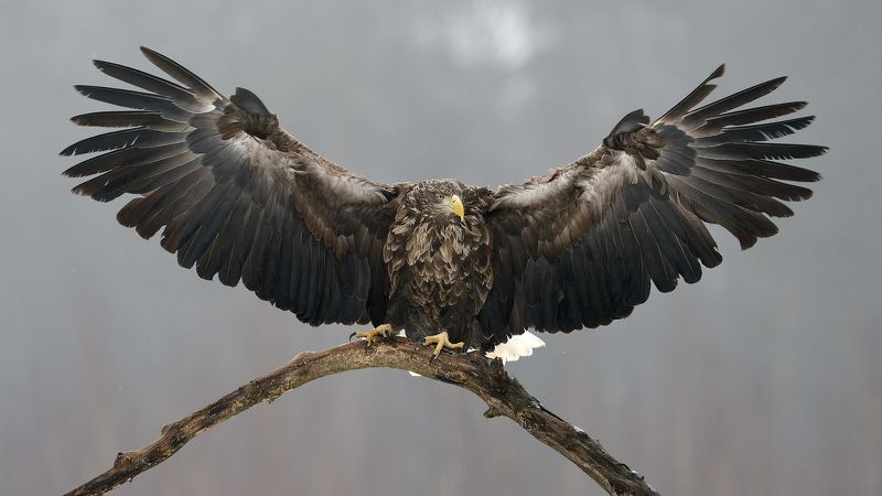орланорлан-белохвост, беларусь, haliaeetus albicilla, white-tailed eagle Орлан-белохвостphoto preview
