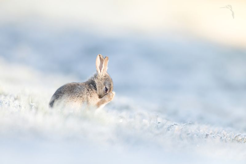 Sweet creature from the Ice Quinn wonderlandphoto preview