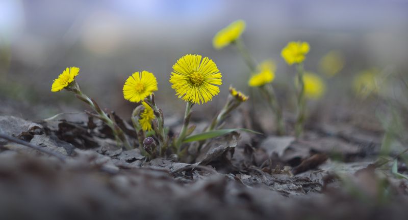 мать и мачиха,гелиос-44-2 Веснаphoto preview