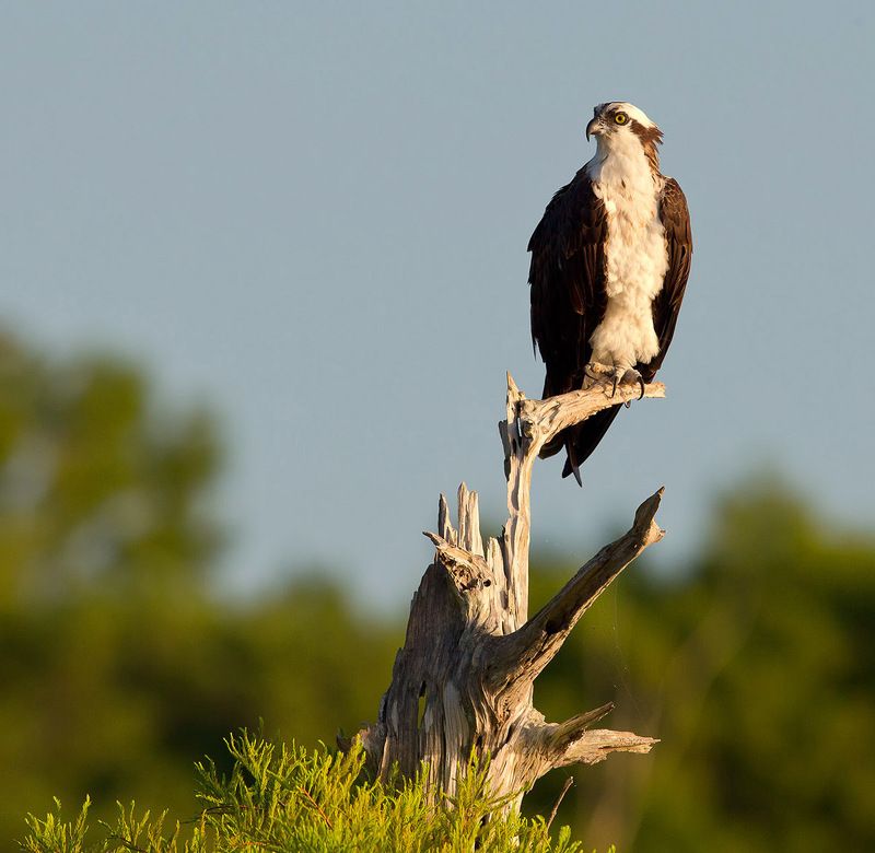 cкопа, osprey, florida, хищные птицы Скопа - Ospreyphoto preview