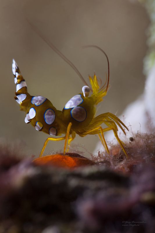 подводное фото подводный мир хургада египет жогло zhoglo красное море Креветкинphoto preview