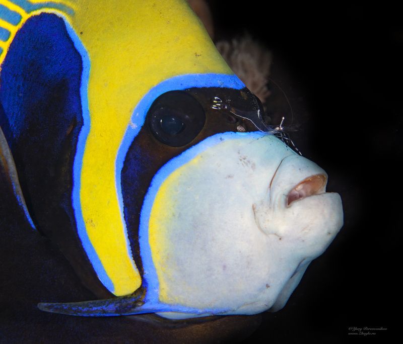 подводное фото подводный мир хургада египет жогло zhoglo красное море Императорphoto preview