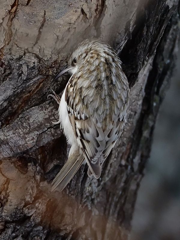 маленький исследовательphoto preview