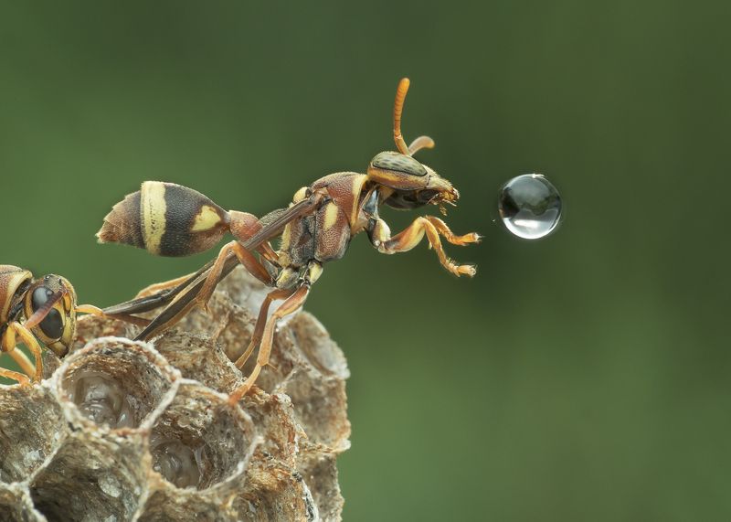 #macro#wasp#waterbubble#reflection#colors Wasp Blowing Water Bubblephoto preview