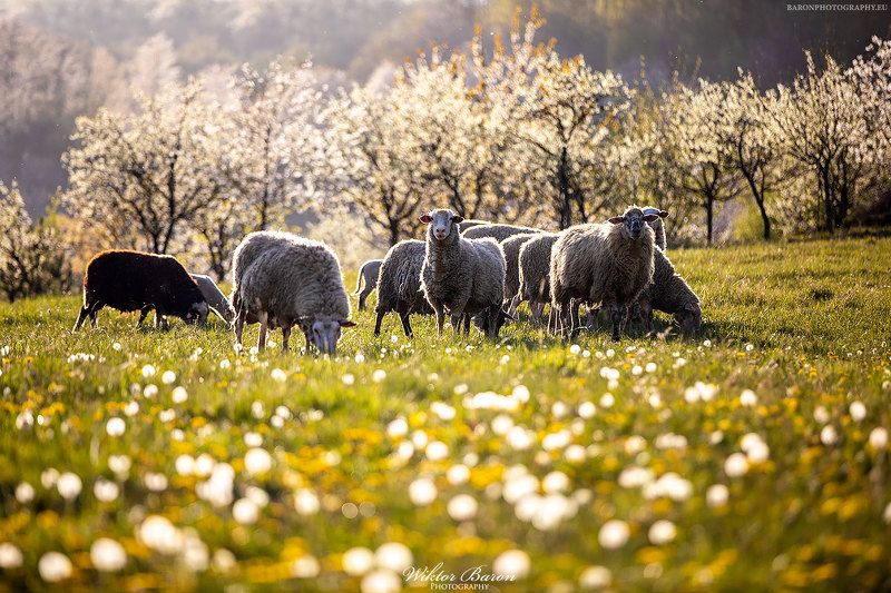 Owieczkiphoto preview