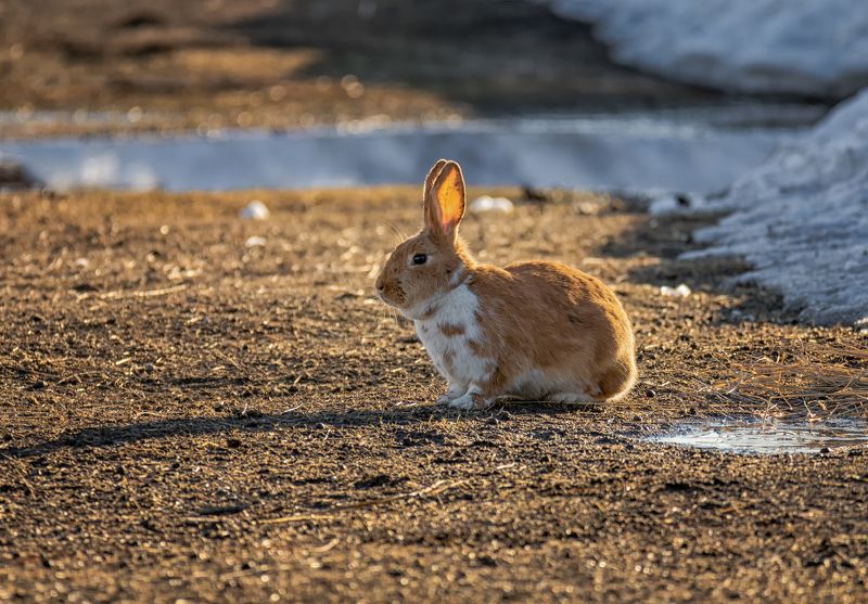 весна, вечер, солнце,  кролик,  апрель, проталина, ушастый ..на солнечной проталине.. фото превью