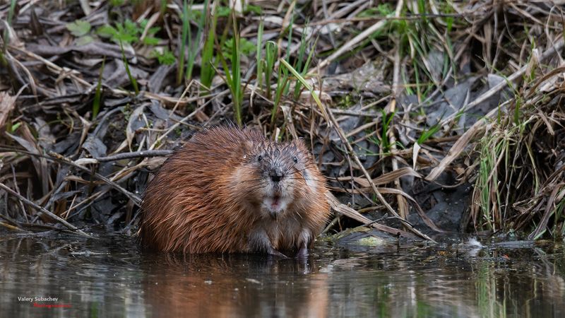 Не может быть...photo preview