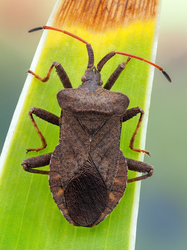 irass, waledzik, nat geo, olympus, close up, macro, extreme macro, макро Coreus marginatus.photo preview