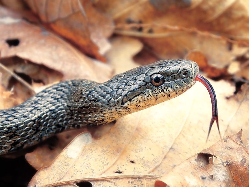 узорчатый полоз, язык, вид с боку, сухие листья Боковой портрет полоза.  фото превью