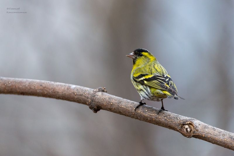 птицы, фотоохота, чижик Чижикphoto preview