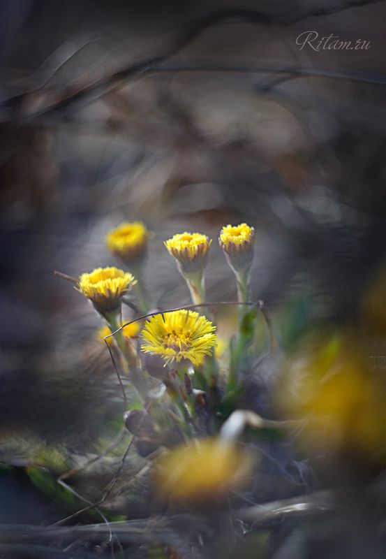 в Живые солнышки Весны / The Living Suns of Springphoto preview