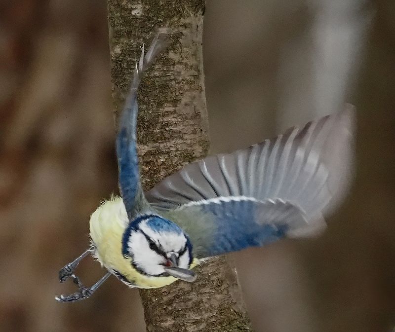 истребитель семечек на виражеphoto preview