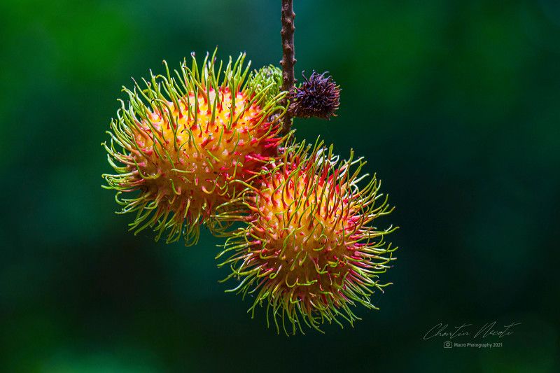 Rambutan, garden. fruit, beautiful, tree, farm, macro, color, two, vitamin Rambutan in the gardenphoto preview