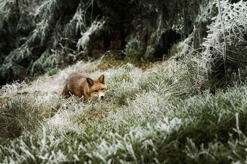 fox, red fox, winter, frost, snow Surprisedphoto preview