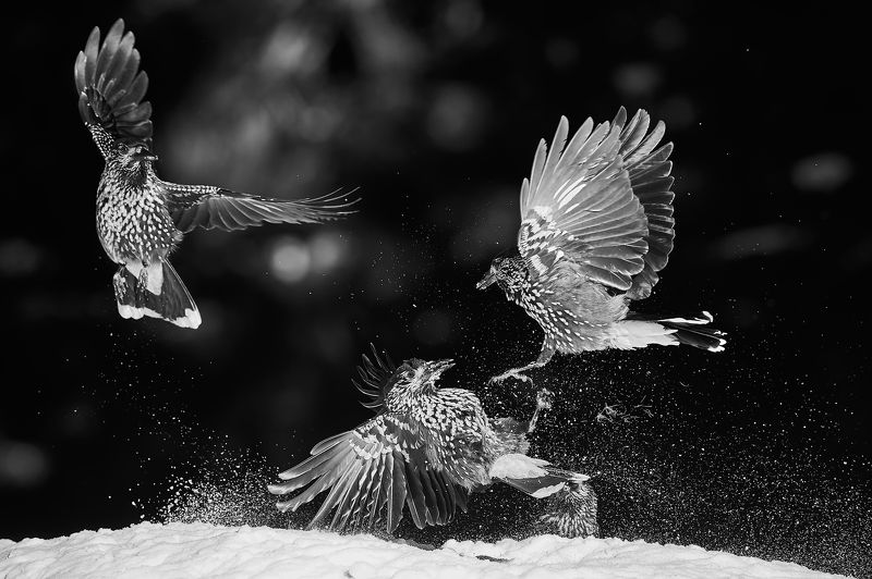 nature, wildlife, birds ***photo preview