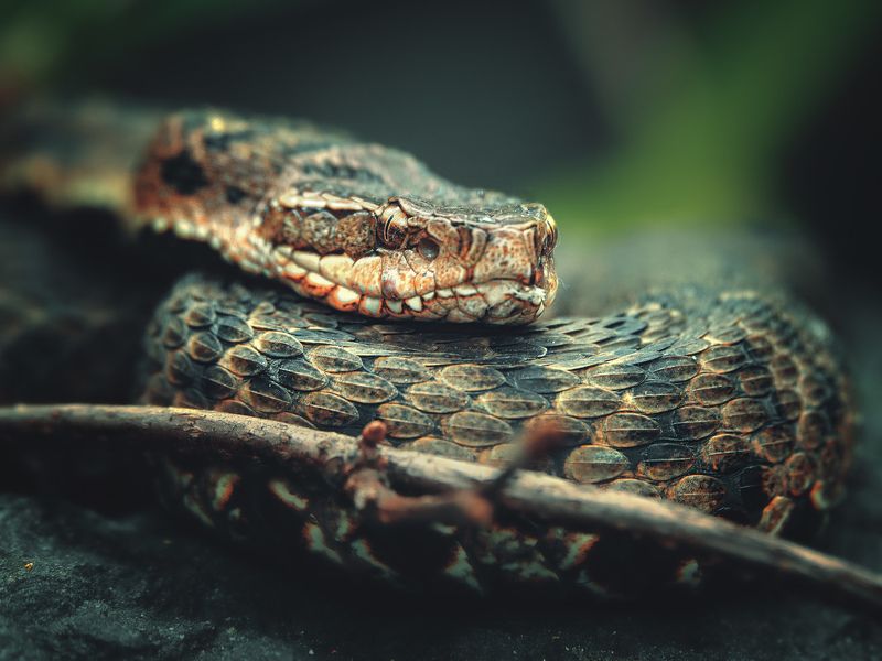 уссурийский щитомордник, ветка, камень, отдых Мудрый Каа. фото превью