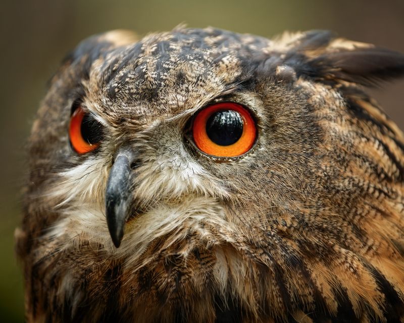 eagl owl, bird, detail, owl eyes Eagle Owlphoto preview