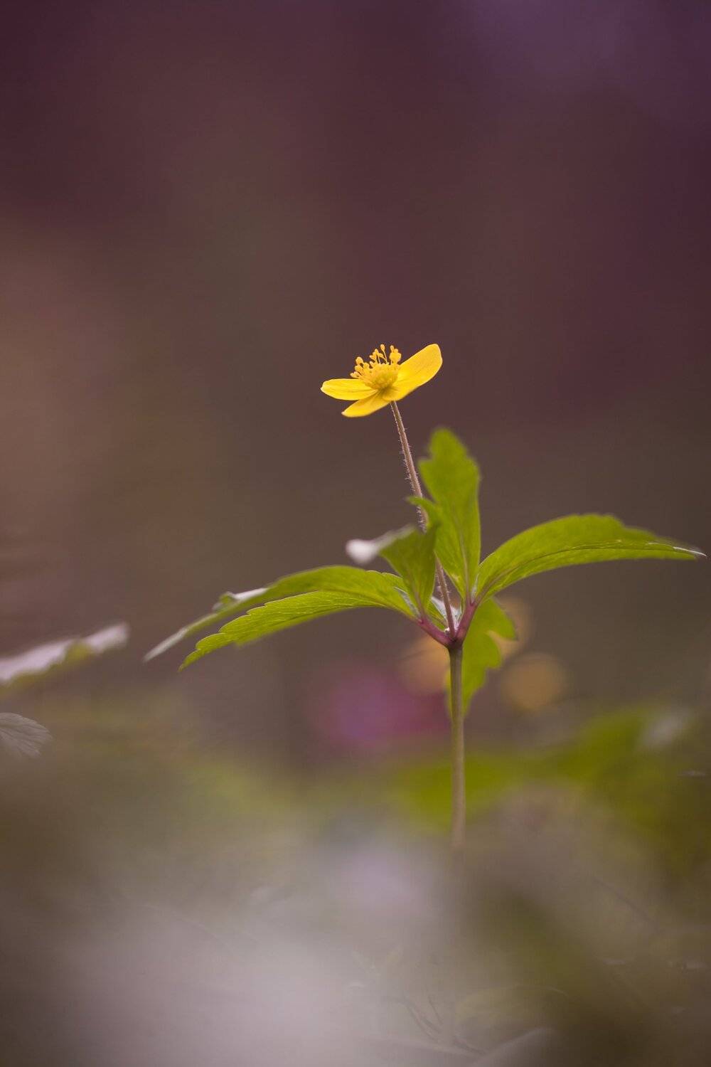 , Викулов Николай