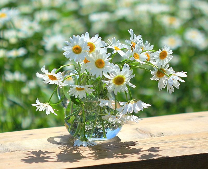 натюрморт, фотонатюрморт, лето, ромашки, наталья казанцева Ромашковое летоphoto preview