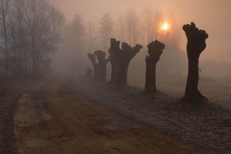 morning, sunrise, light, sun, tree, willow, road, country, fog, mist, mood, Good morning...photo preview