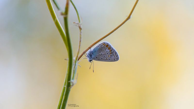 #insects #insect #bug #bugs #bugslife #macro #closeup #nature #animals #animals #instanature #instagood #macrogardener #macrophotography #creature #creatures #macro_creature_feature #photooftheday #wildlife #nature_shooters #earth #naturelover #lovenature photo preview