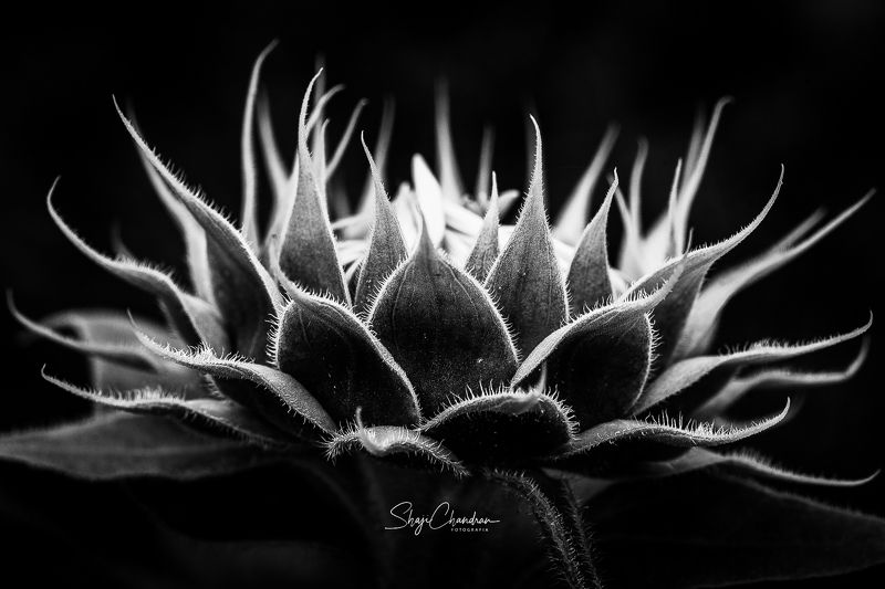 #macro, #nature, #redbug, #red, #color, #insects, #black&white, #monochrome The sun Flowerphoto preview